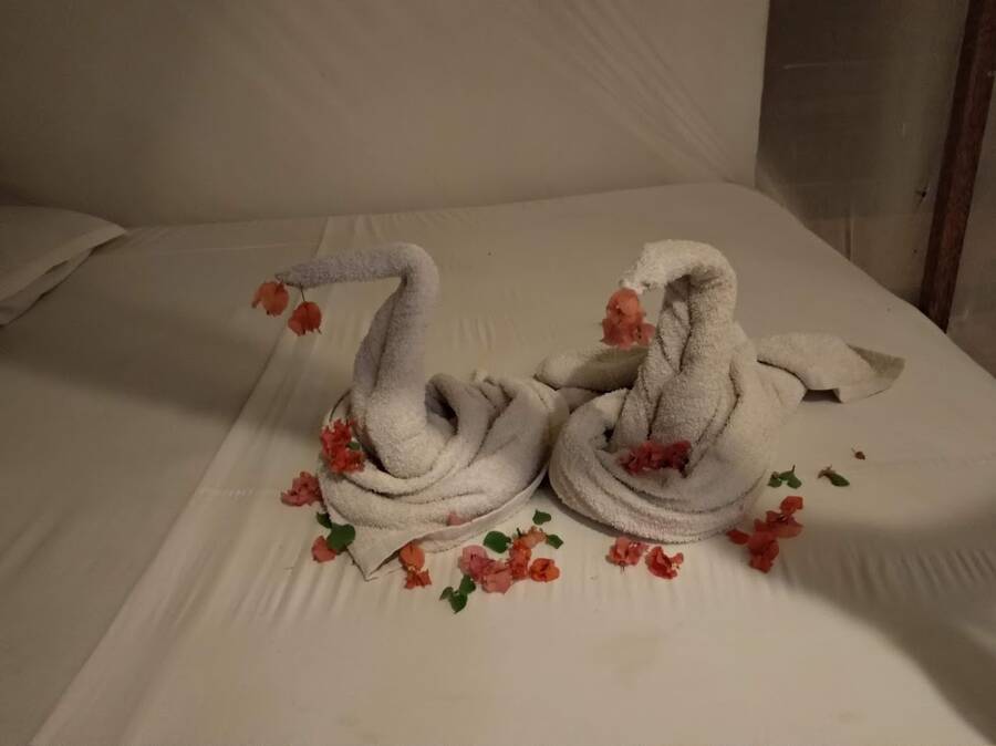 Labutě zachrání jakékoliv ubytování.